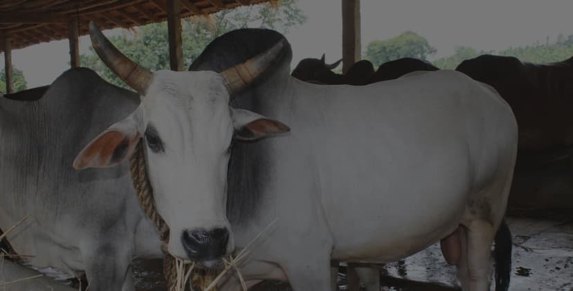 Cow Bg Image