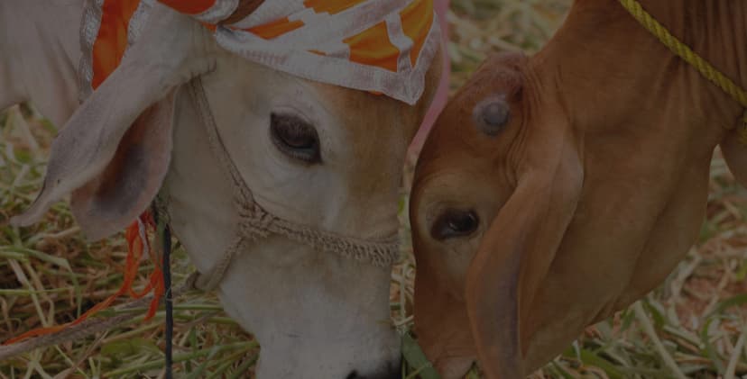 Cow Bg Image